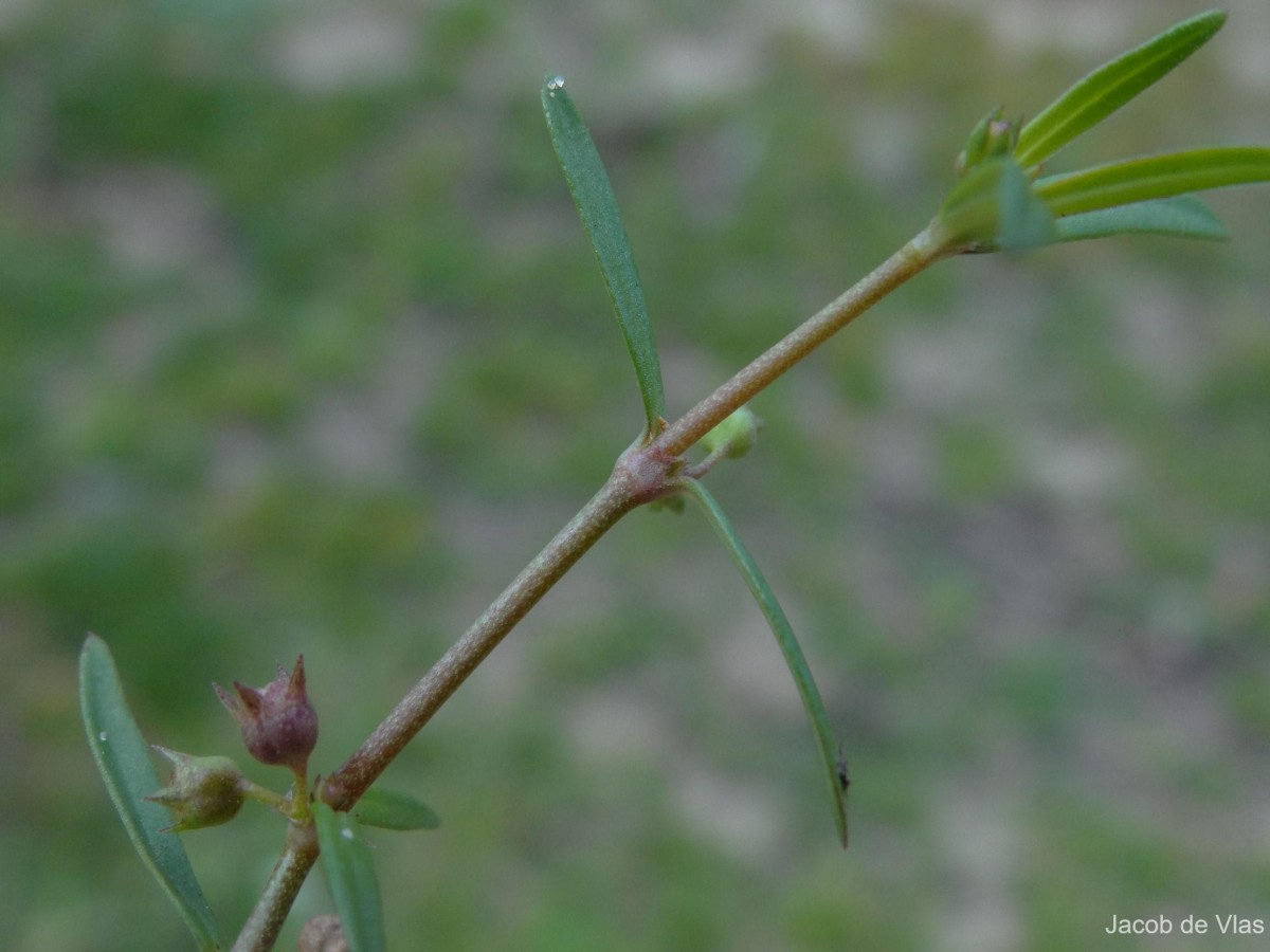 Oldenlandia umbellata L.